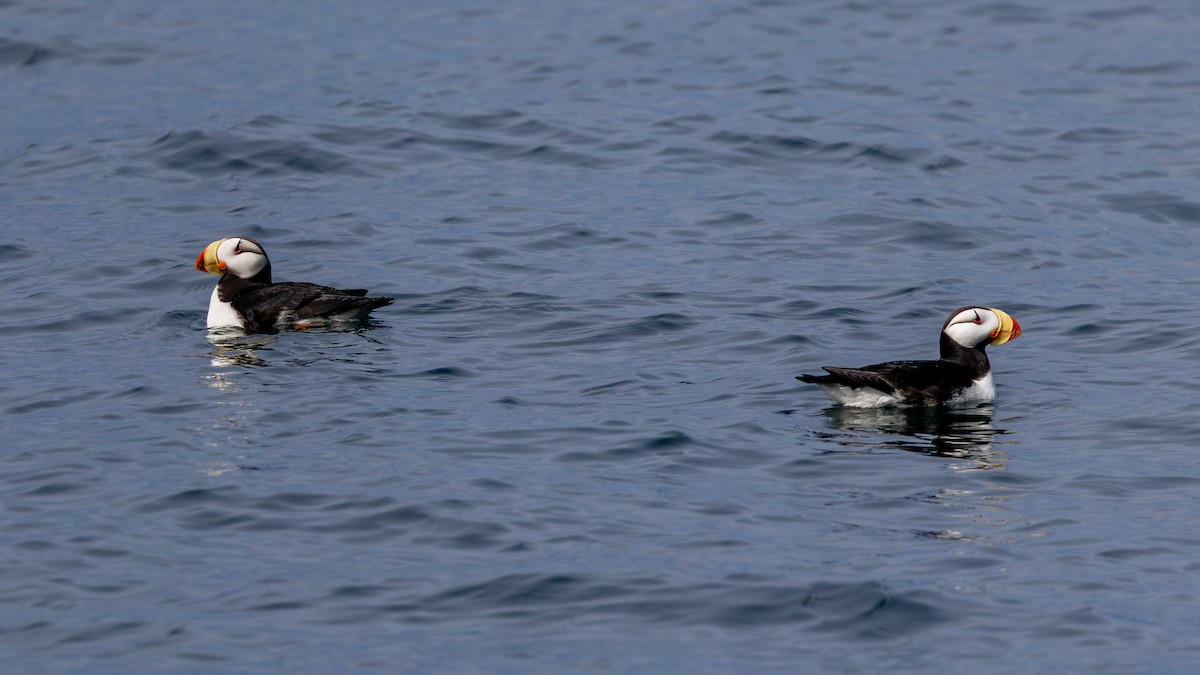 Horned Puffin - ML641630222
