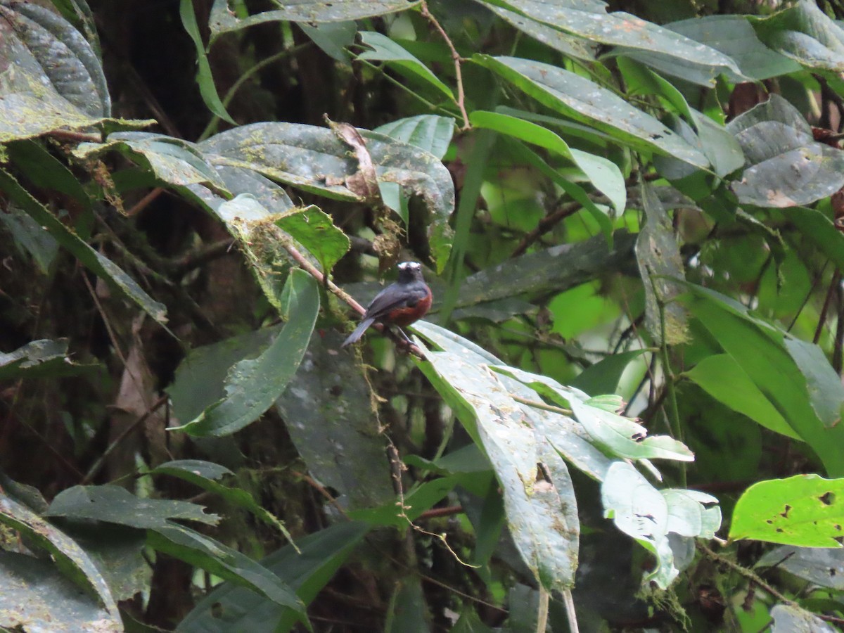 Chestnut-bellied Chat-Tyrant - ML641630225