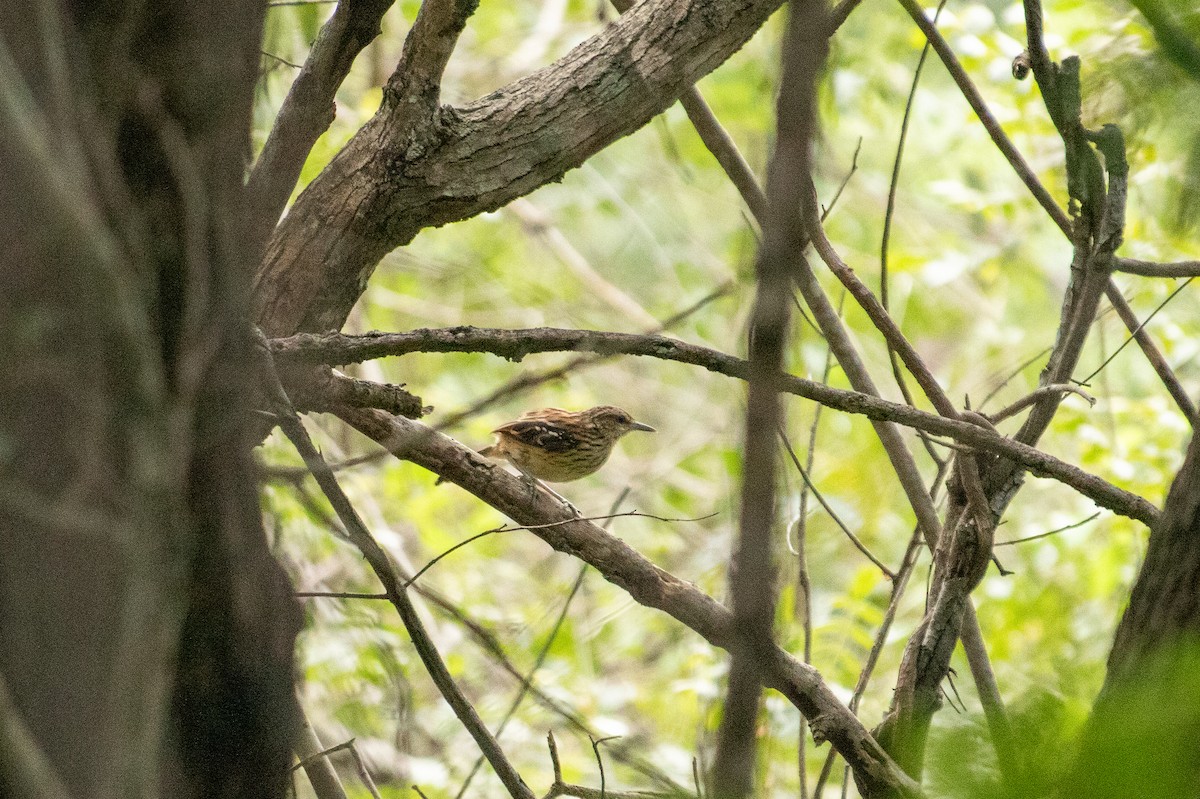 Stripe-backed Antbird - ML641630227