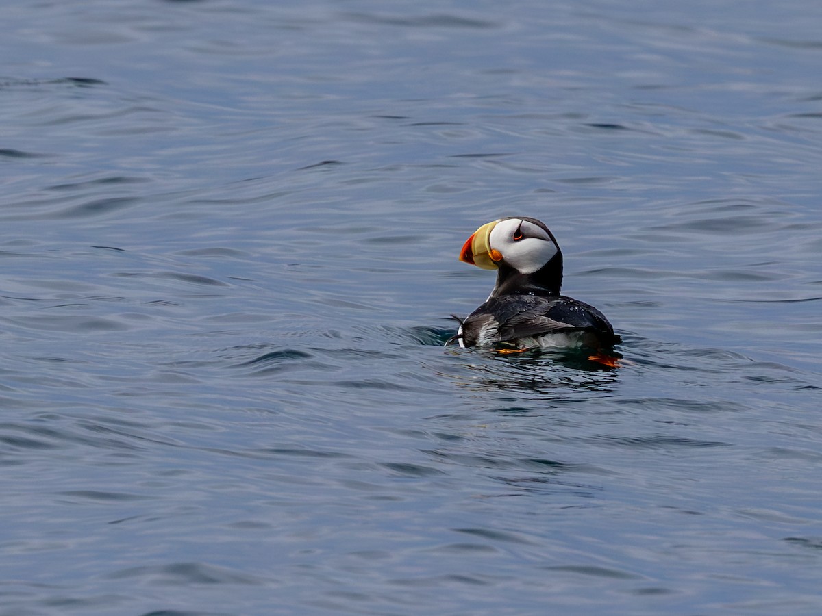 Horned Puffin - ML641630232