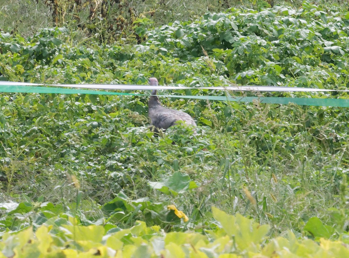 Wild Turkey - ML641630298