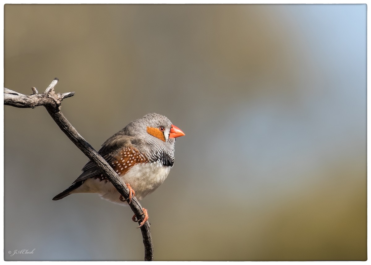 Zebra Finch - ML641630316
