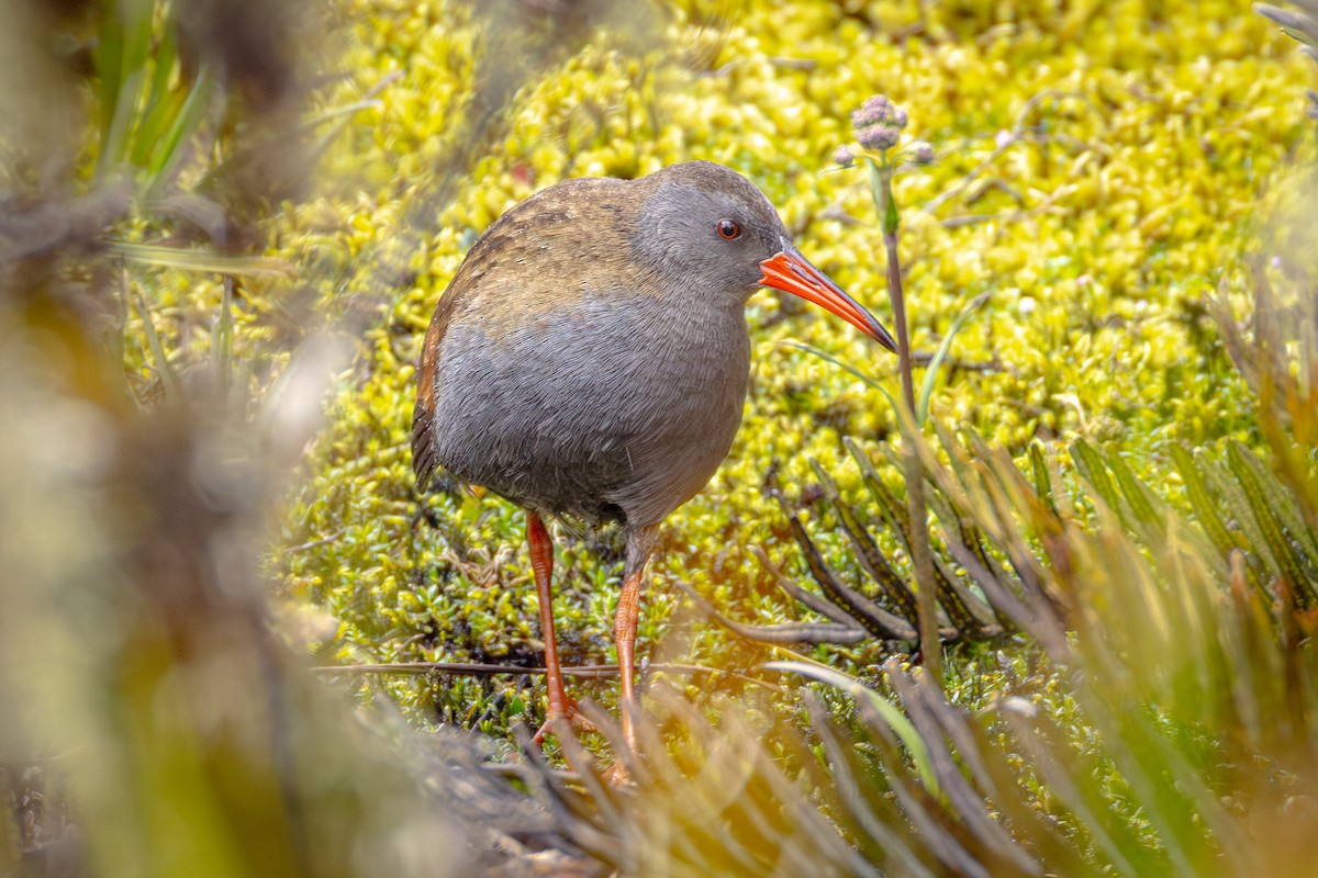Bogota Rail - ML641630351