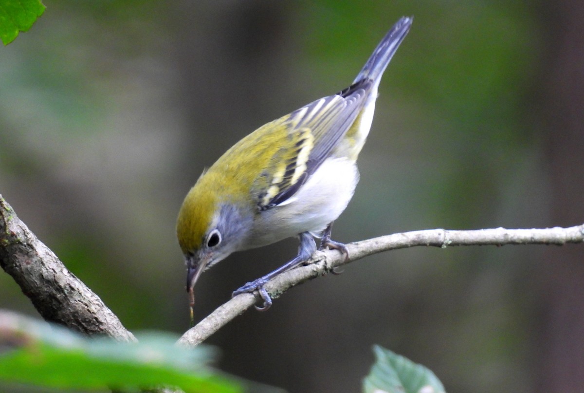 Chestnut-sided Warbler - ML641630394