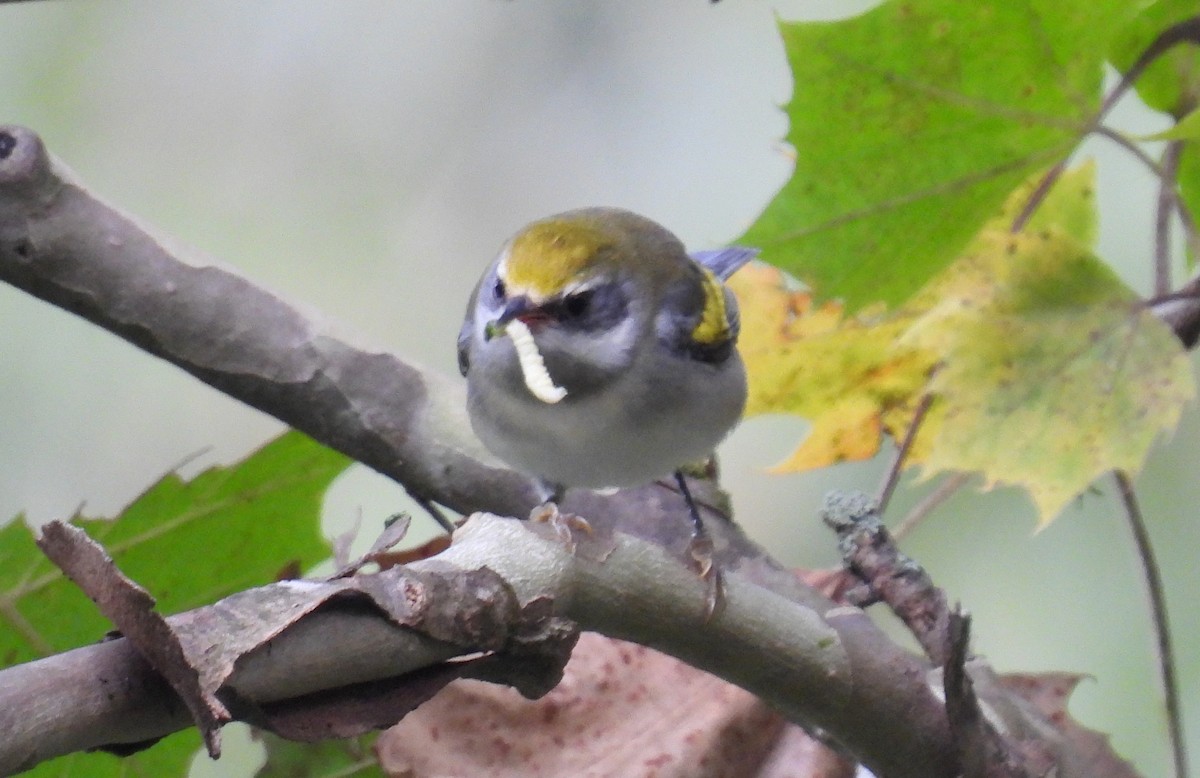 Golden-winged Warbler - ML641630406