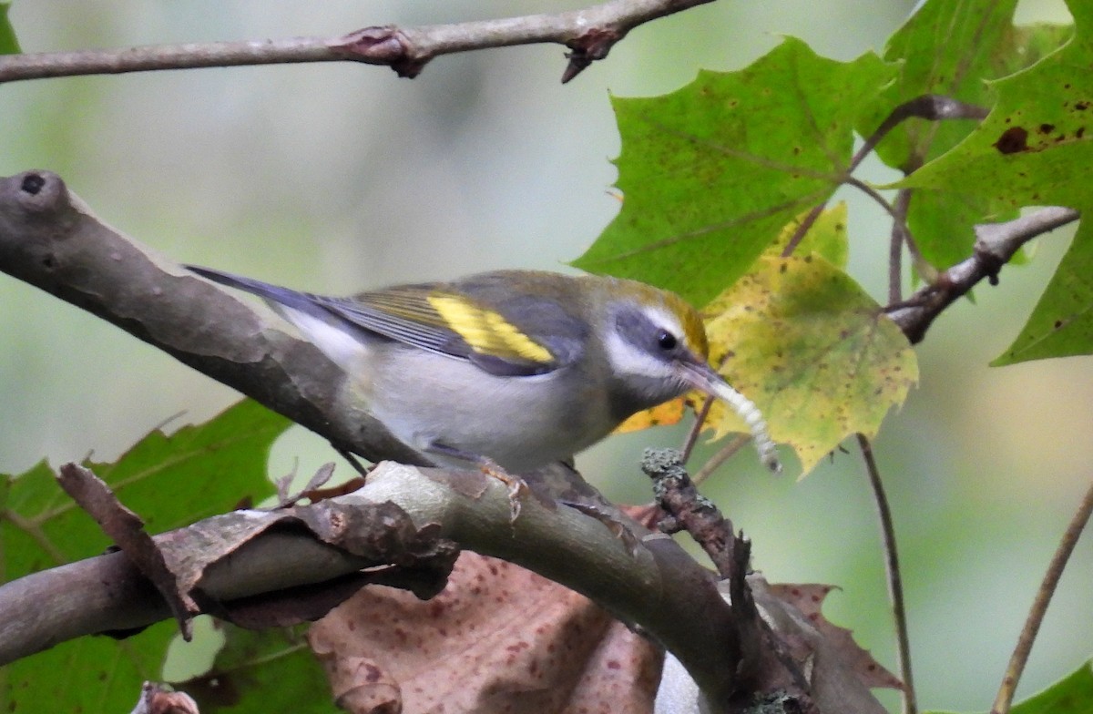 Golden-winged Warbler - ML641630407
