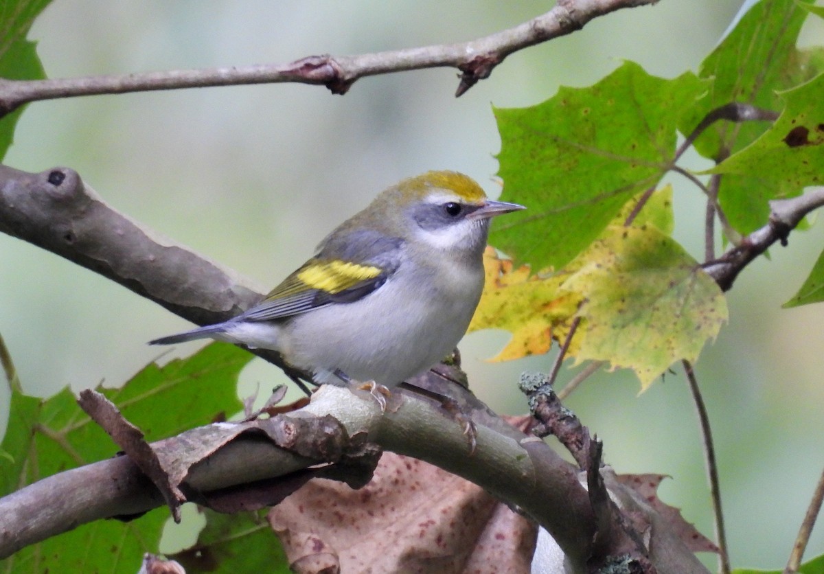 Golden-winged Warbler - ML641630408