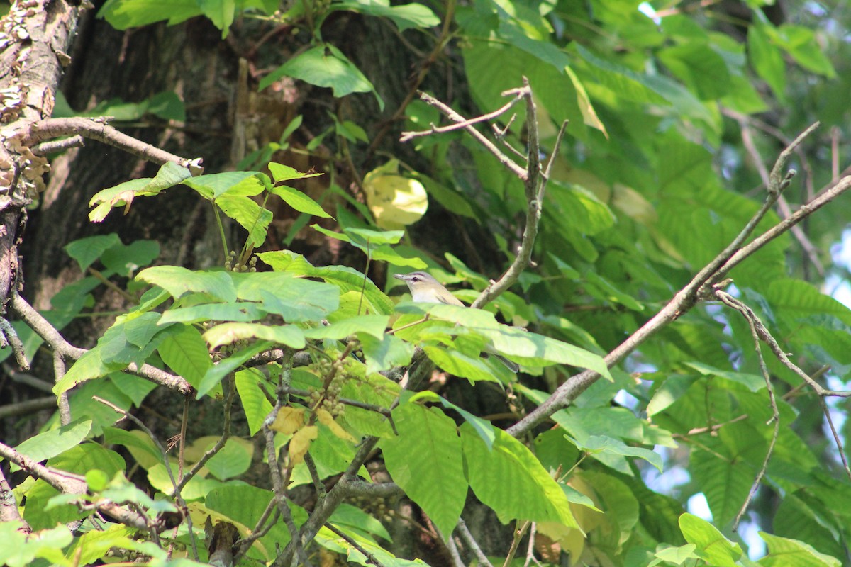 Vireo begigorria - ML641630428