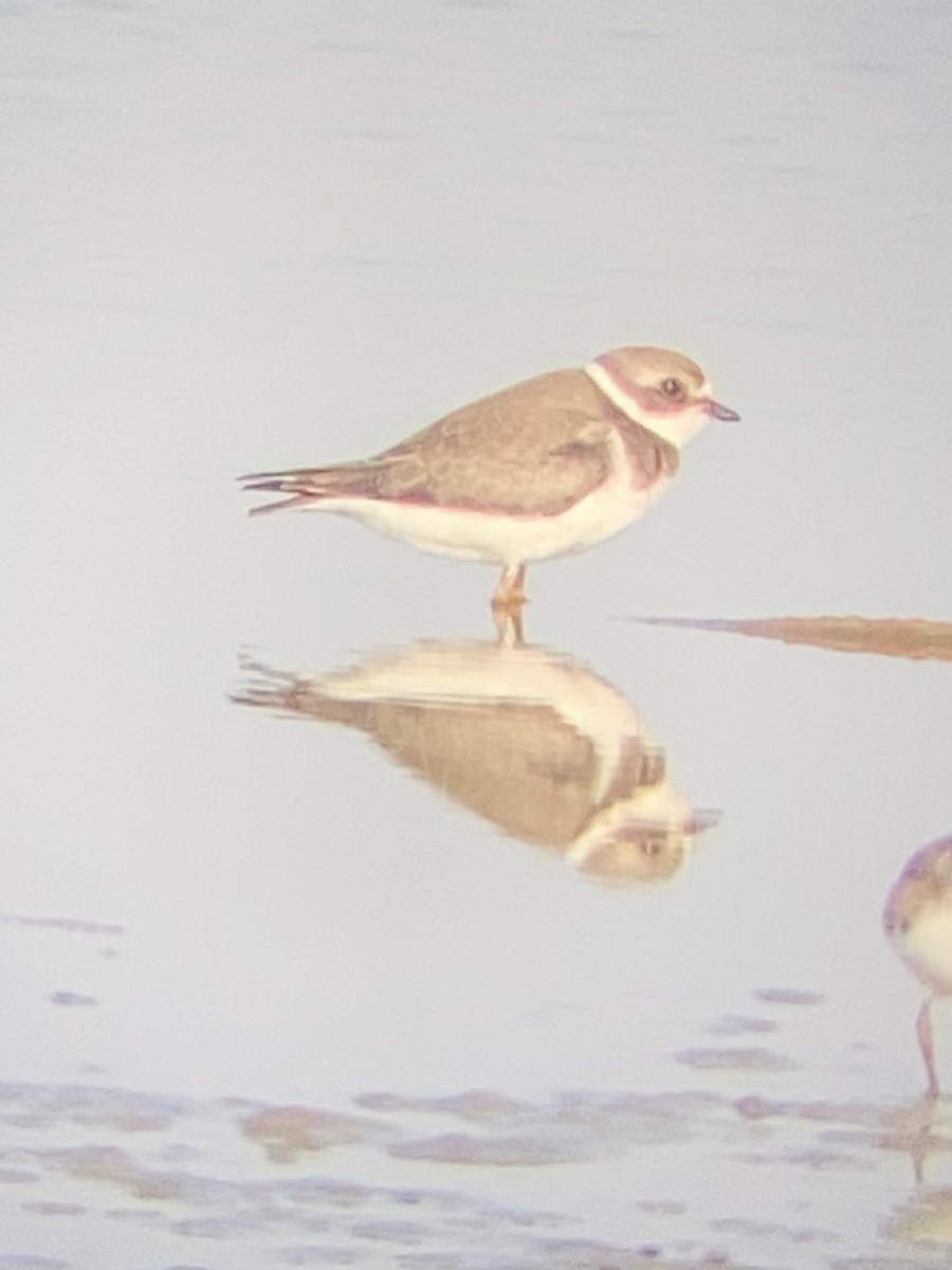 חופמי אמריקני - ML641630429