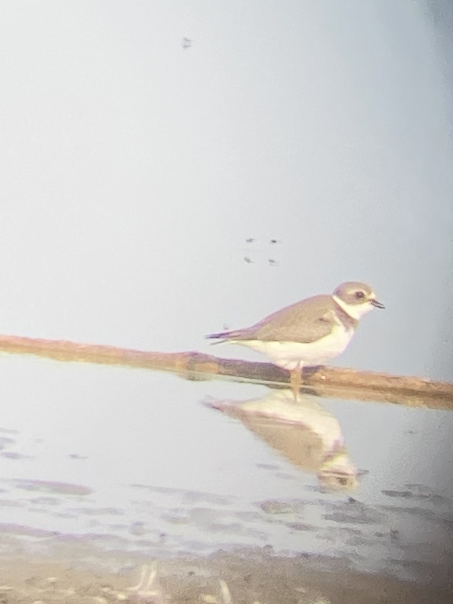 חופמי אמריקני - ML641630430