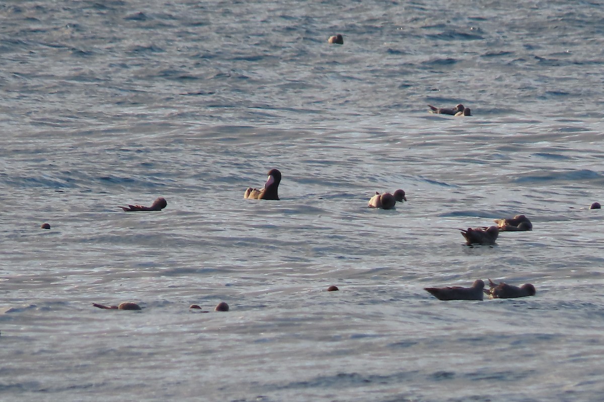 Short-tailed Albatross - ML641630441