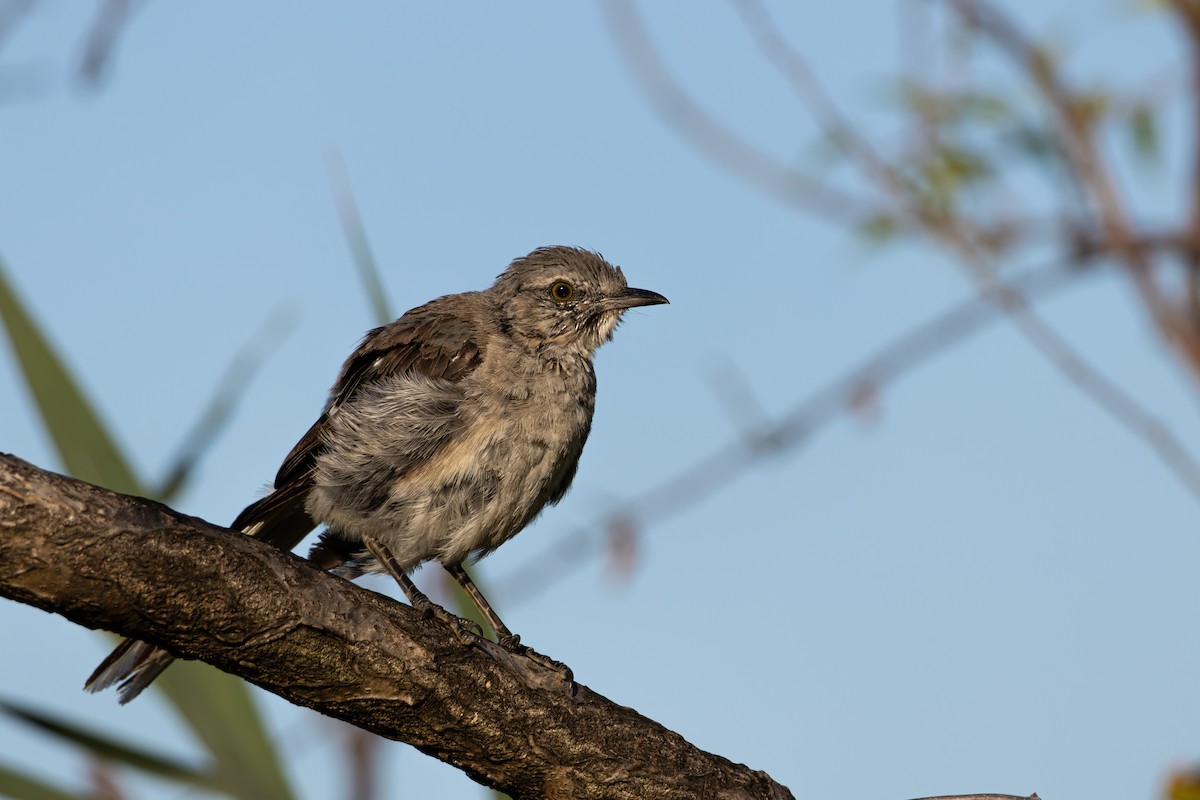 sangspottefugl - ML641630446