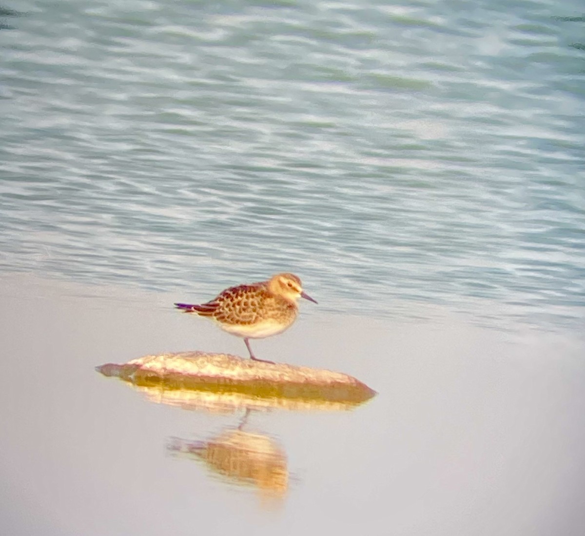 חופית בירד - ML641630447