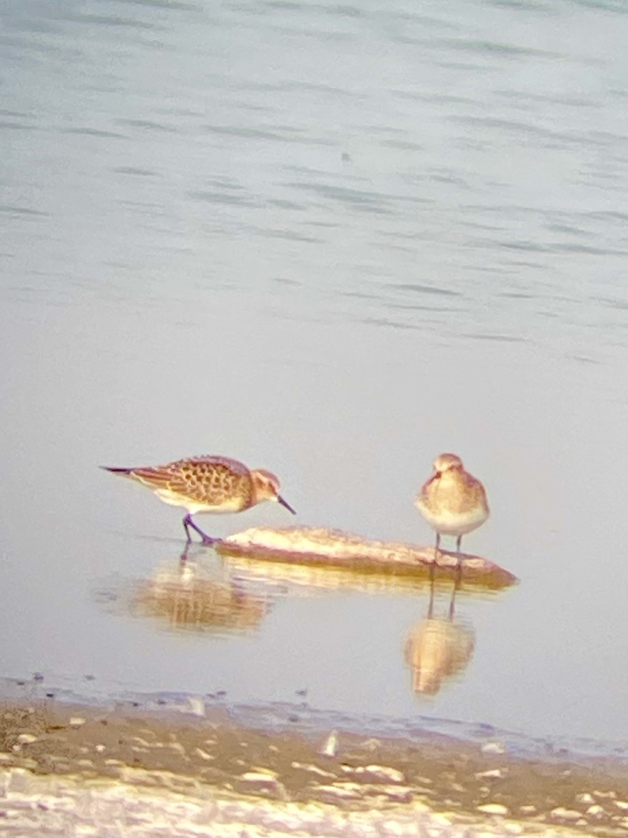 חופית בירד - ML641630448