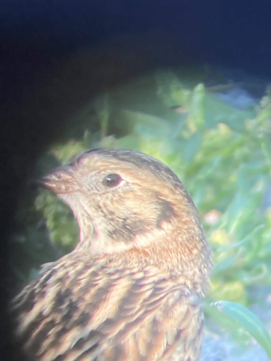 גיבתון לפלנדי - ML641630463