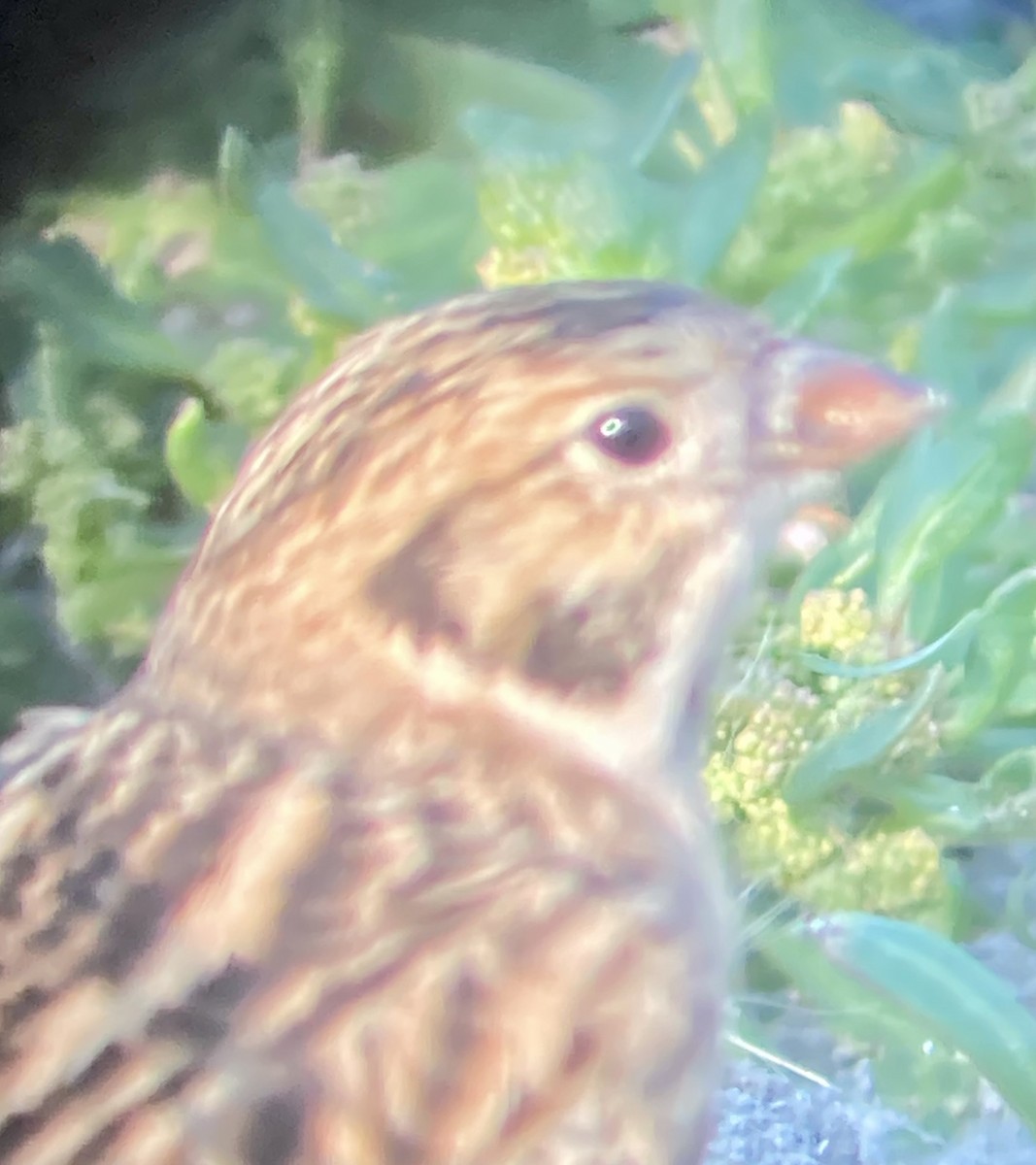 גיבתון לפלנדי - ML641630464