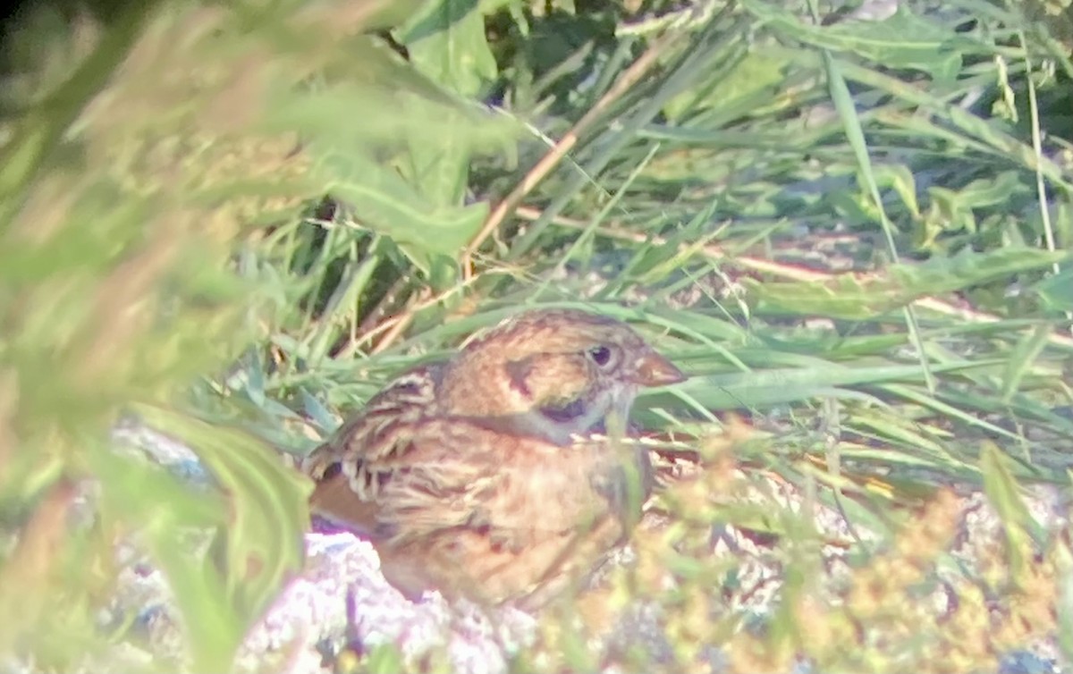 גיבתון לפלנדי - ML641630465