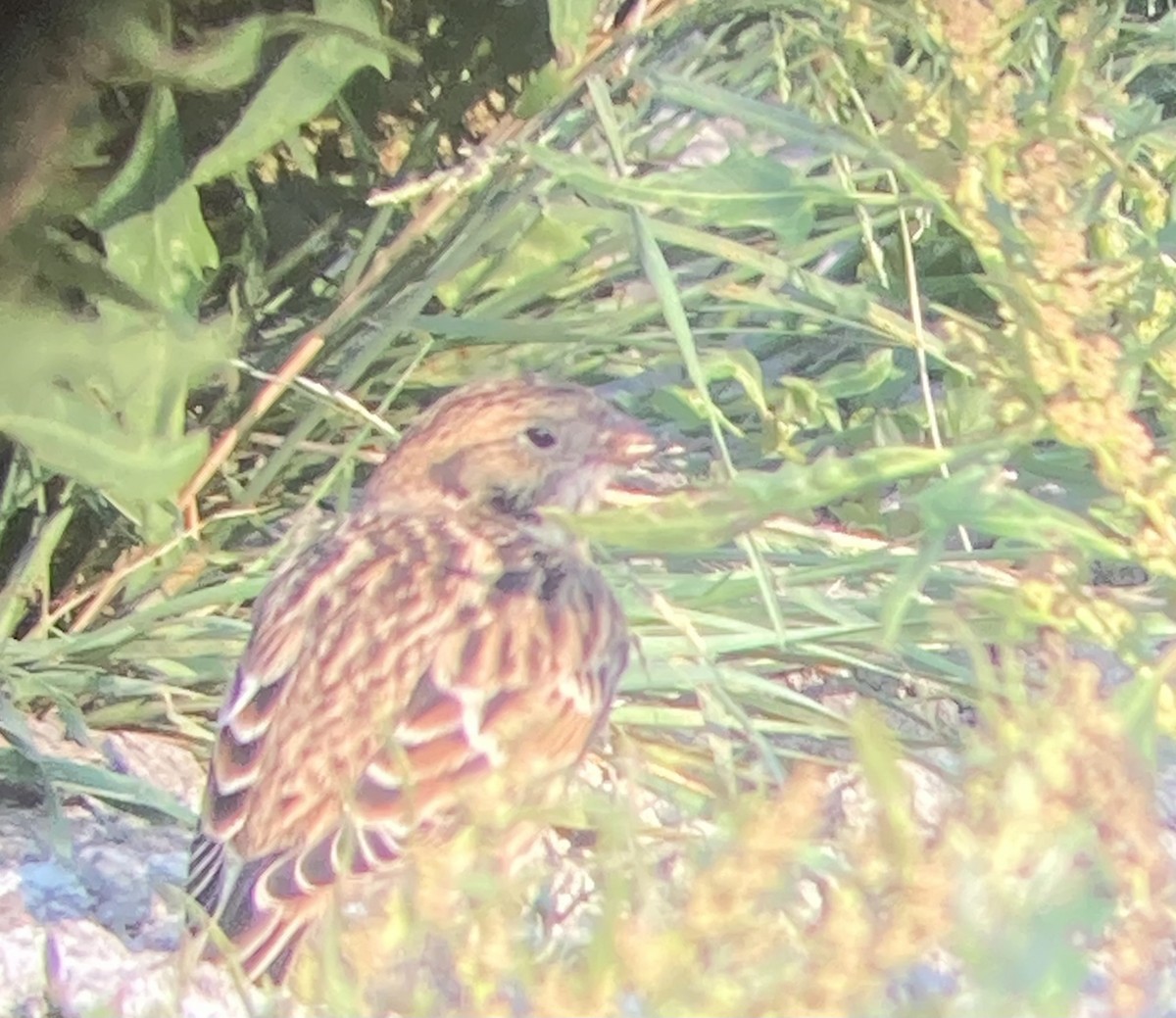 גיבתון לפלנדי - ML641630466