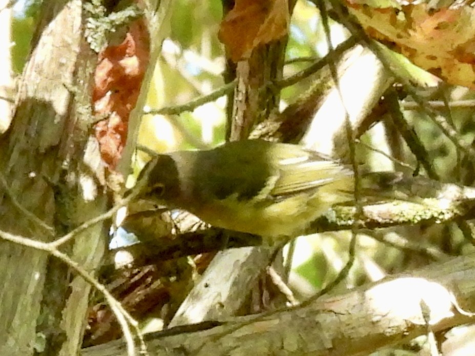 Blue-headed Vireo - ML641630501