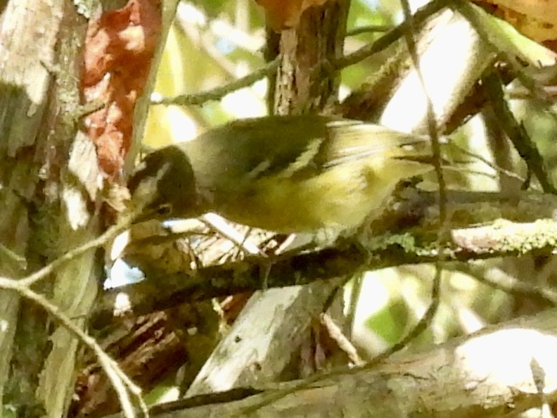 Blue-headed Vireo - ML641630502