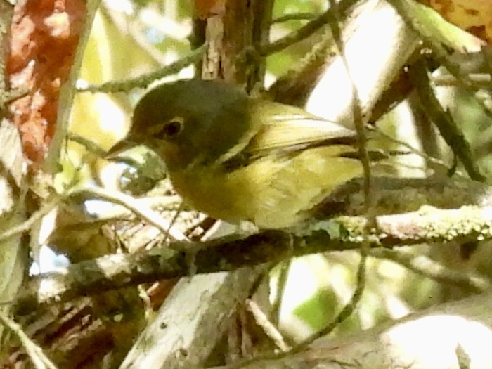 Blue-headed Vireo - ML641630503
