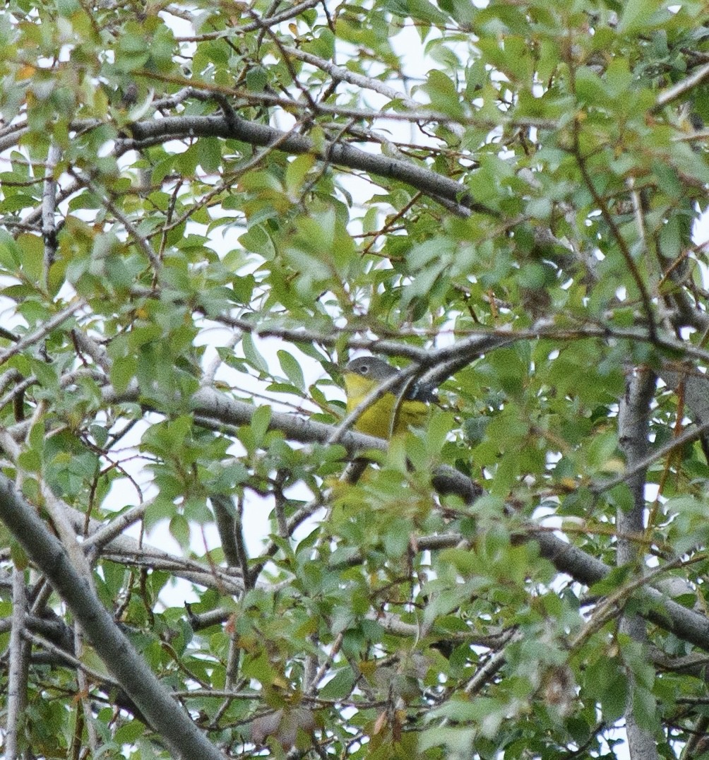 Magnolia Warbler - ML641630527