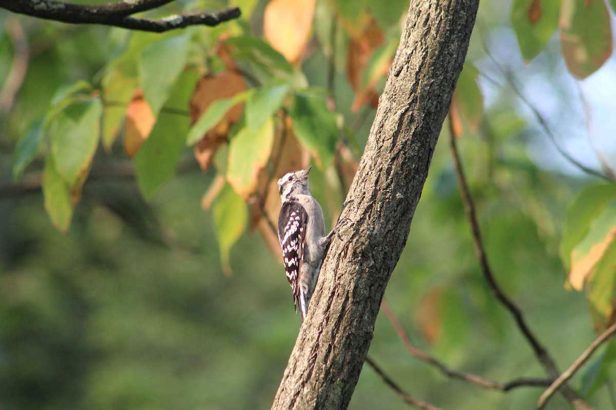 Downy Woodpecker - ML641630528