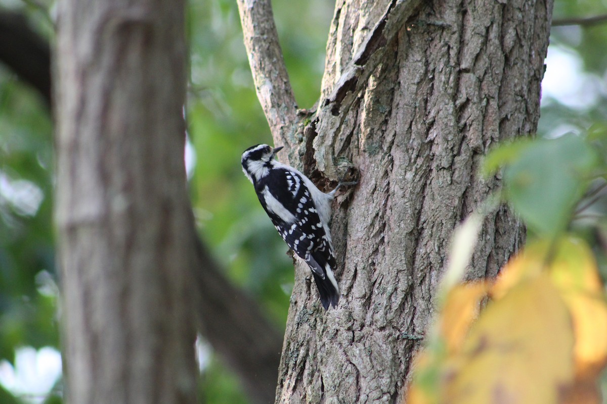 Downy Woodpecker - ML641630529