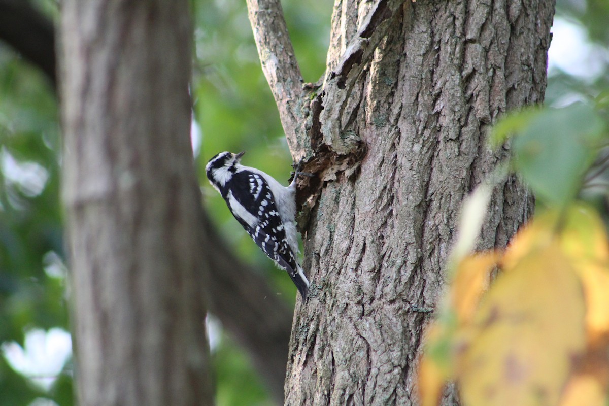 Downy Woodpecker - ML641630530