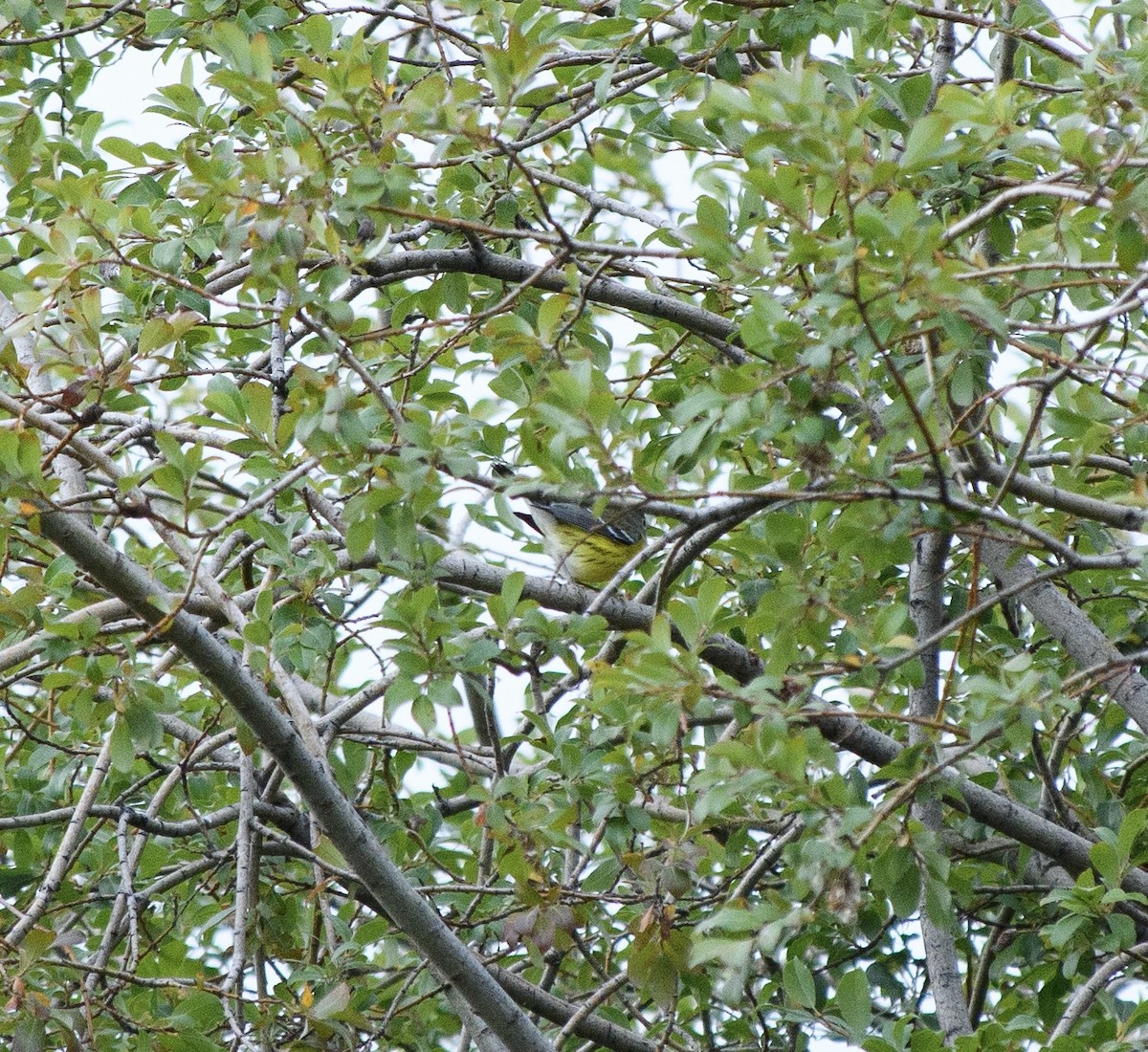 Magnolia Warbler - ML641630531