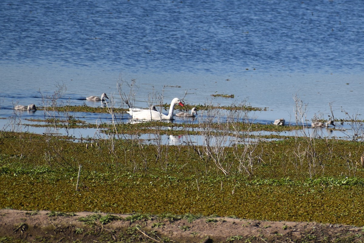 Coscoroba Swan - ML641630542