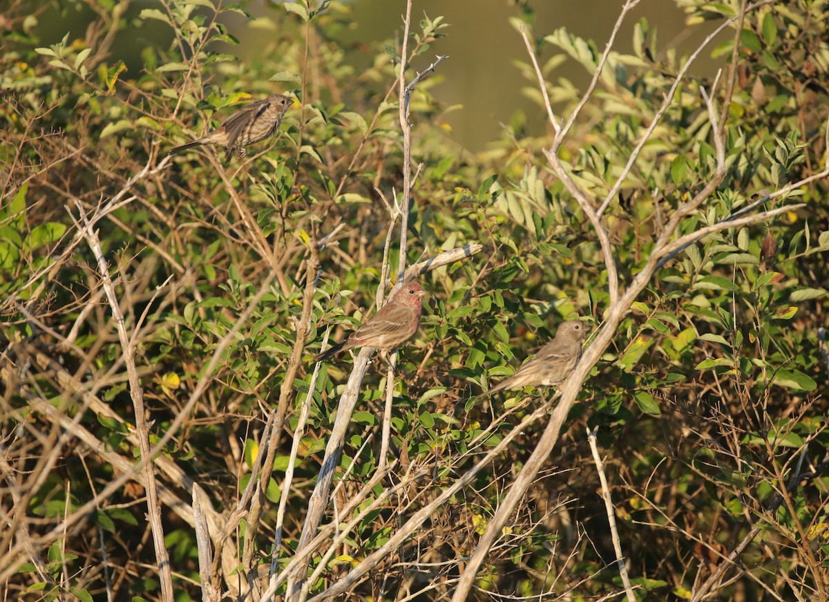 House Finch - ML641630590