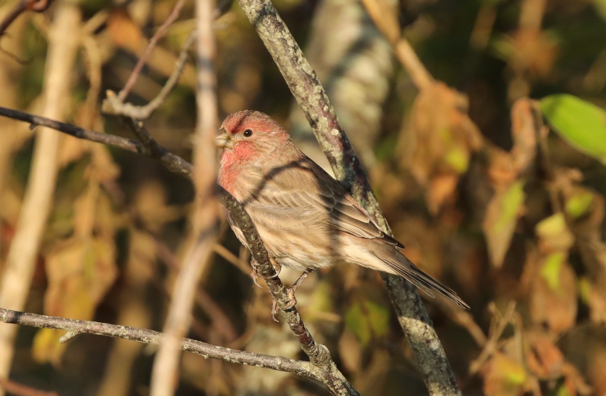 House Finch - ML641630594