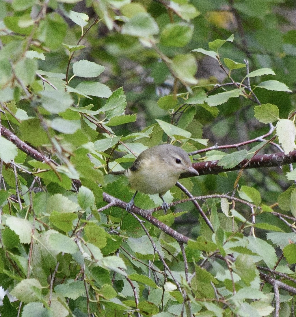 Eastern/Western Warbling Vireo - ML641630618