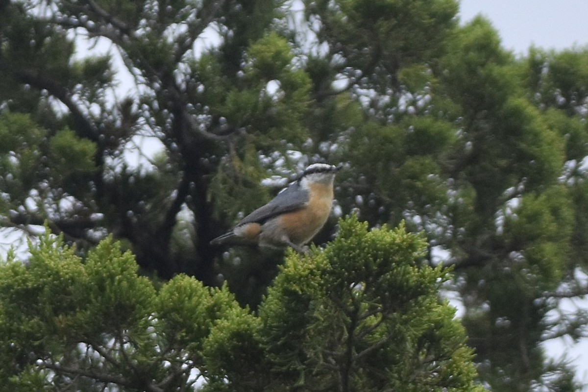 Red-breasted Nuthatch - ML641630660