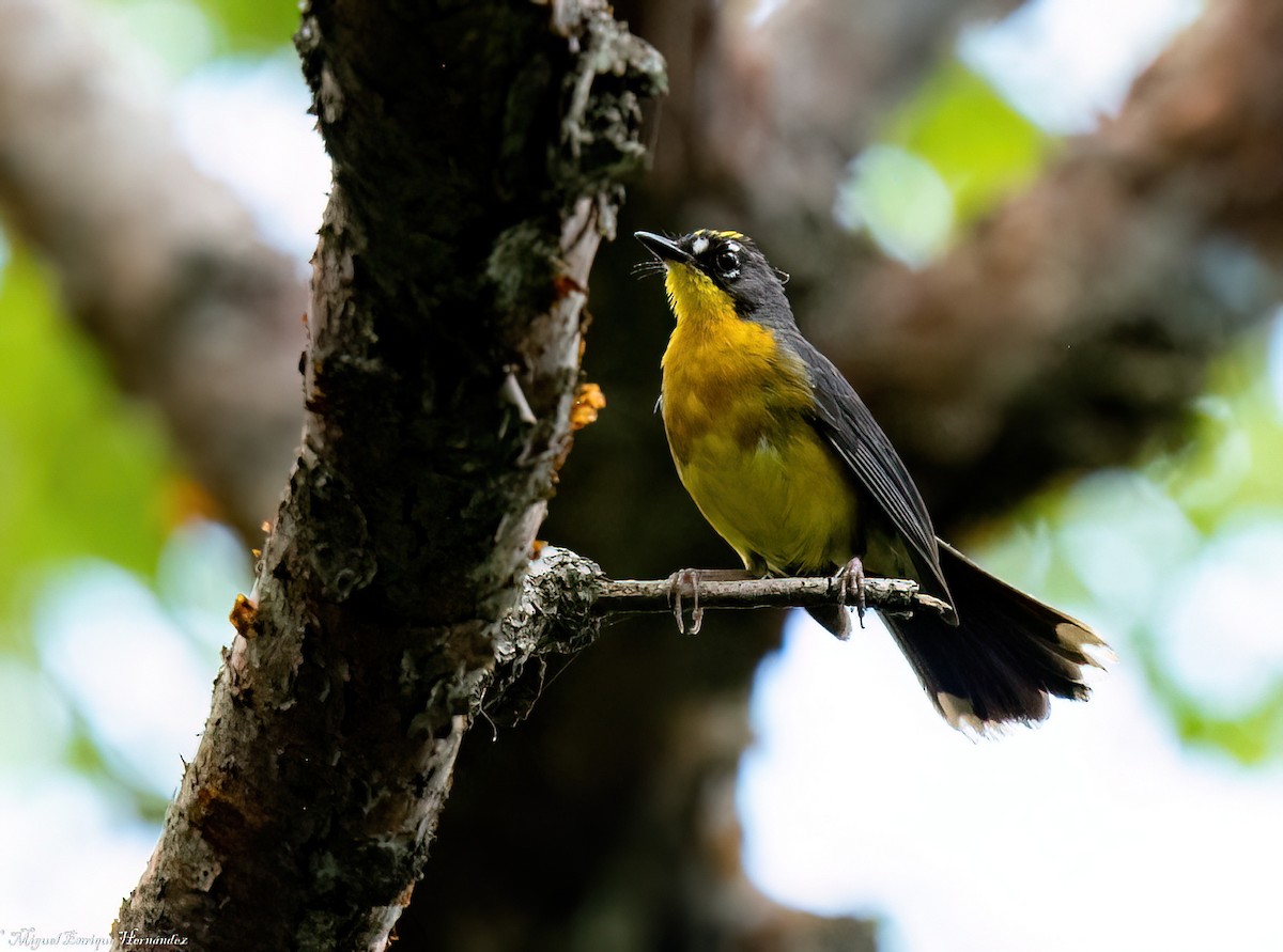Fan-tailed Warbler - ML641630716