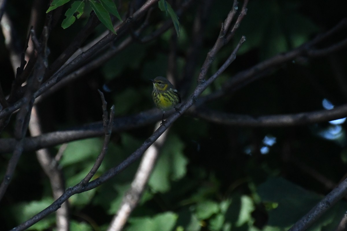 Cape May Warbler - ML641630750