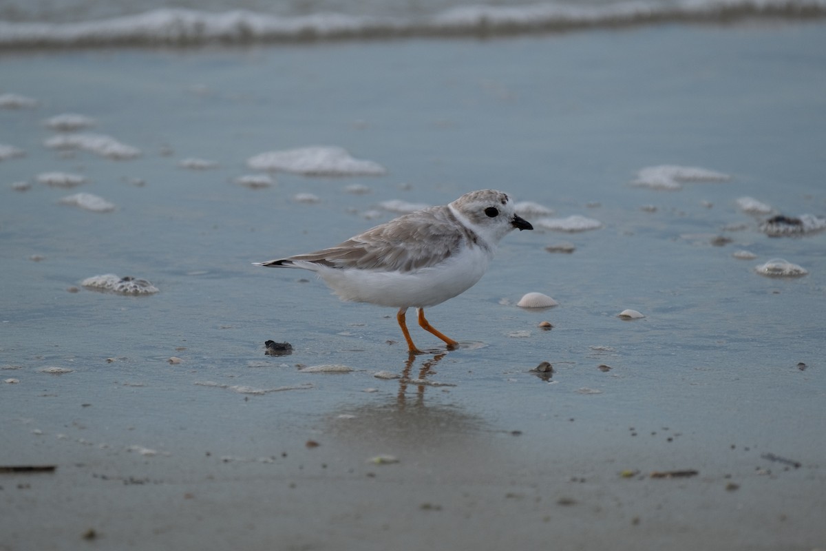 Piping Plover - ML641630766