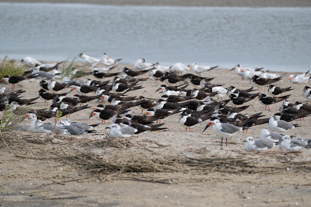 Black Skimmer - ML641630789