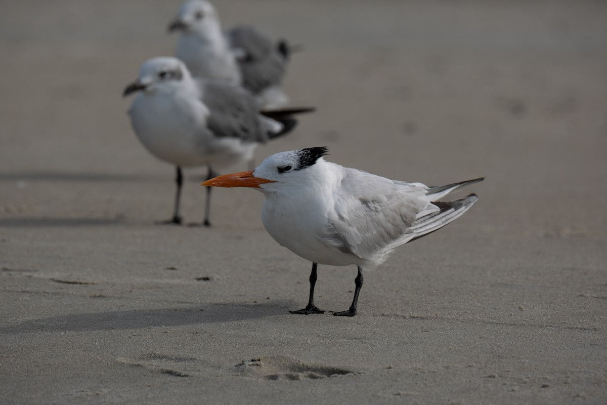 Royal Tern - ML641630830