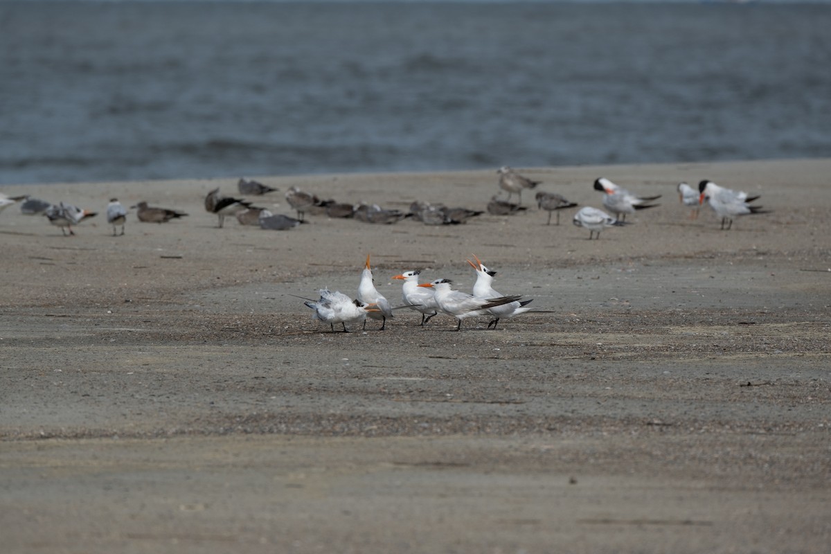 Royal Tern - ML641630831