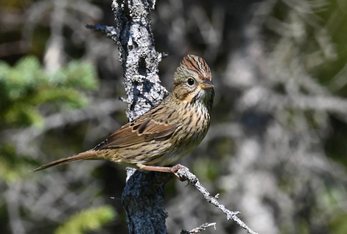 Lincoln's Sparrow - ML641630837