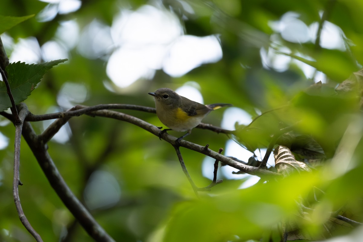 American Redstart - ML641630838