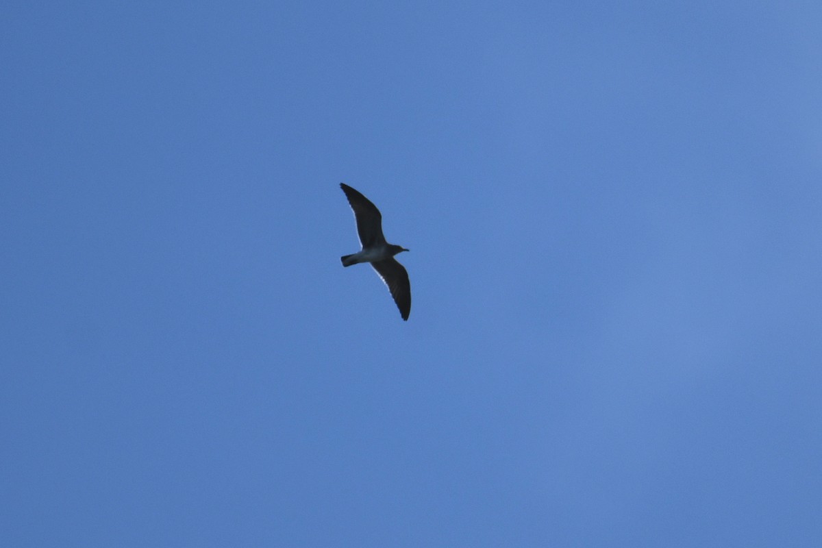 Laughing Gull - ML641630847