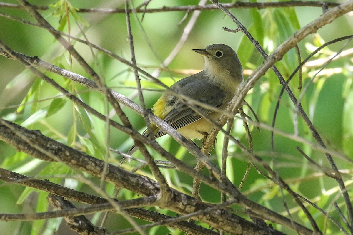 Virginia's Warbler - ML641630870