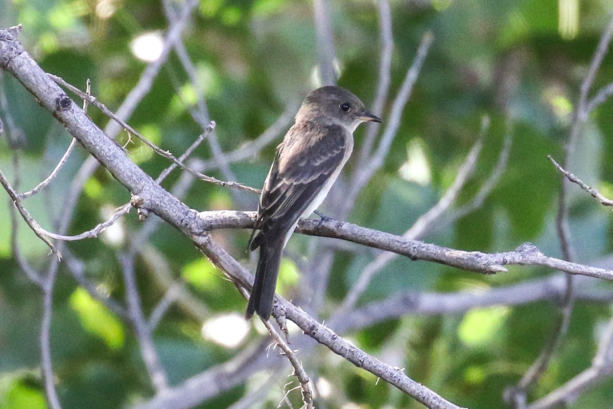 Western Wood-Pewee - ML641630996