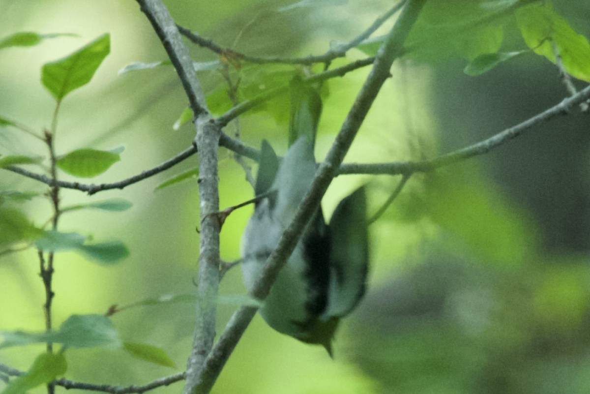 Black-throated Blue Warbler - ML641631023