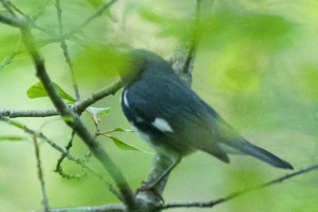 Black-throated Blue Warbler - ML641631024