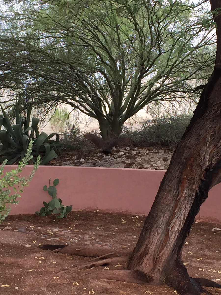 Paon bleu - ML641631035