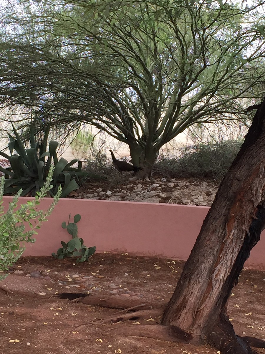 Paon bleu - ML641631036